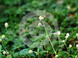 BachelorÃ¢â¬â¢s button or Gomphrena globosa